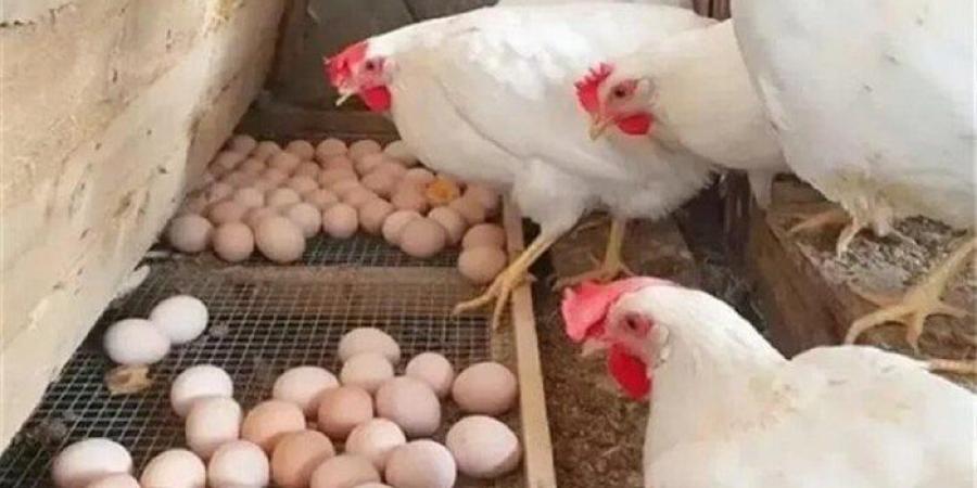 كيلو الفراخ البيضا بكام النهارده؟.. أسعار الدواجن والبيض اليوم الخميس 10 يوليو 2025 - كورة نيوز