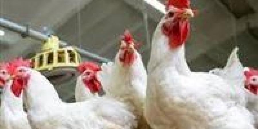 63 جنيه الكيلو.. سعر الفراخ البيضاء اليوم الإثنين 4-8-2025 - كورة نيوز