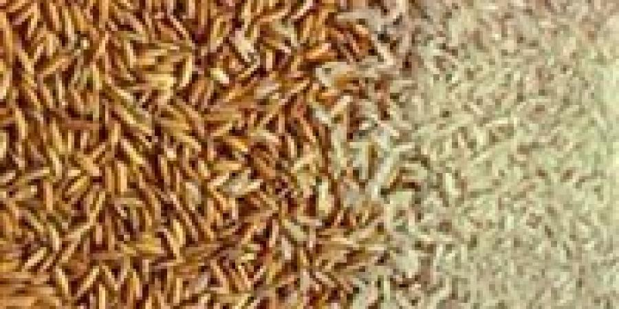 أسعار الأرز في الأسواق اليوم الأربعاء 6 أغسطس 2025 - كورة نيوز